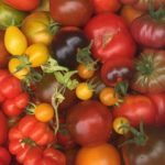 Nos légumes bio du jardin